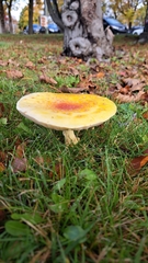 Amanita