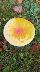 Amanita