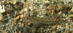 Ctenogobiops crocineus