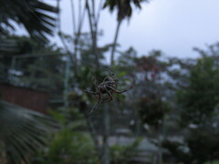 Eriophora