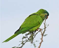 Thectocercus acuticaudatus