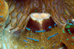 Tridacna gigas