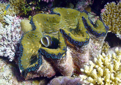 Tridacna gigas