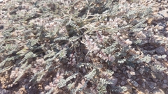 Dalea mollissima