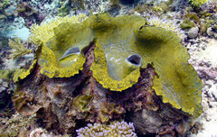 Tridacna gigas
