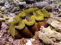 Tridacna gigas