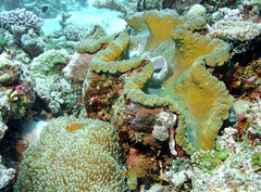 Tridacna gigas