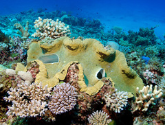 Tridacna gigas