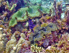 Tridacna gigas
