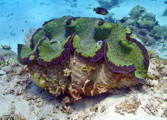 Tridacna gigas