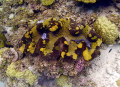 Tridacna gigas