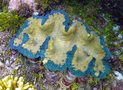 Tridacna gigas