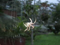 Eriophora