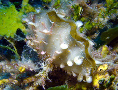 Tridacna gigas