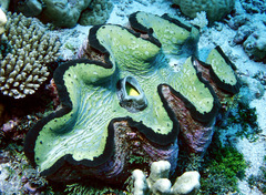 Tridacna gigas