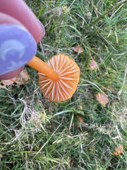 Hygrocybe ceracea