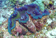 Tridacna gigas