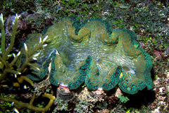Tridacna gigas