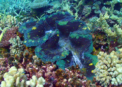 Tridacna gigas