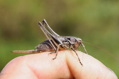 Antaxius florezi