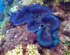 Tridacna gigas