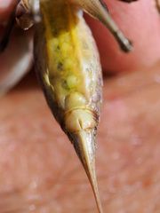 Antaxius florezi