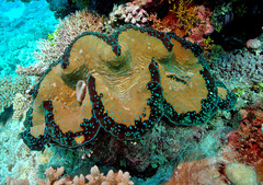 Tridacna gigas