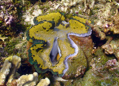 Tridacna gigas