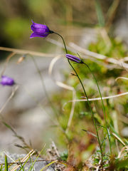 Campanula herminii
