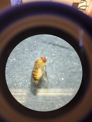 Drosophila immigrans
