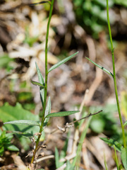 Campanula herminii