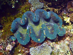Tridacna gigas