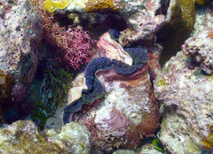 Tridacna gigas