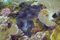 Tridacna gigas