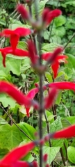 Salvia elegans