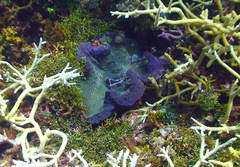 Tridacna gigas
