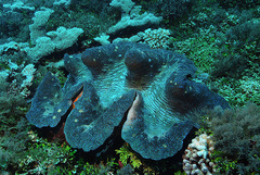 Tridacna gigas