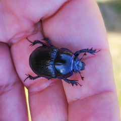Geotrupes ibericus