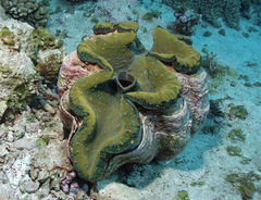 Tridacna gigas