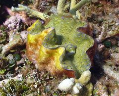 Tridacna gigas
