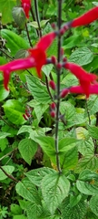 Salvia elegans
