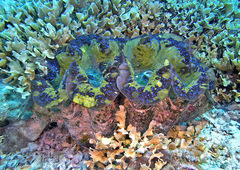 Tridacna gigas