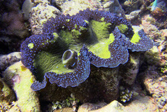 Tridacna gigas