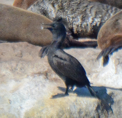 Phalacrocorax neglectus