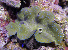 Tridacna gigas