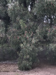 Schinus molle