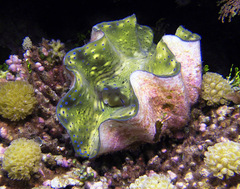 Tridacna gigas