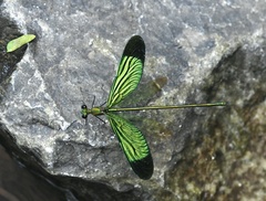 Neurobasis chinensis