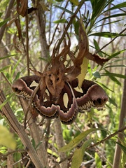 Rothschildia jacobaeae