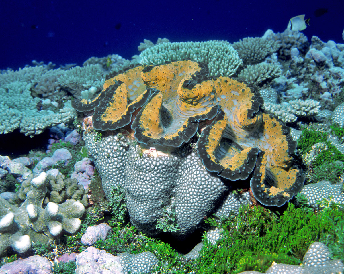 オオシャコガイ (Tridacna gigas) · iNaturalist